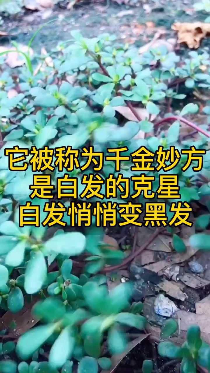 它被称为,千金妙方,是白发的克星,白发悄悄变黑发