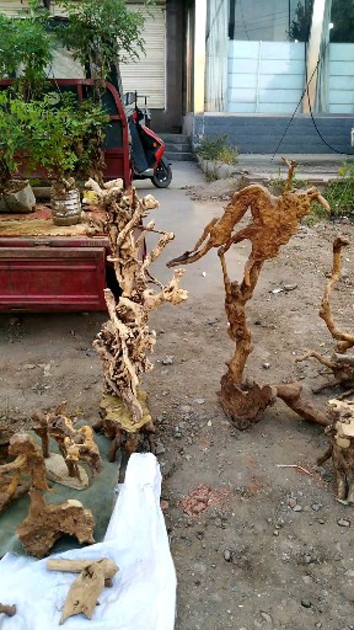 大山里的天然根雕,我们莱芜俗称荆疙瘩