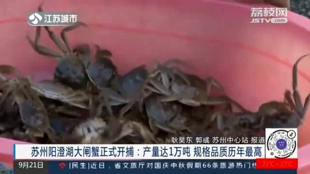 今年品质最高!苏州阳澄湖大闸蟹正式开捕 产量丰收达1万吨!