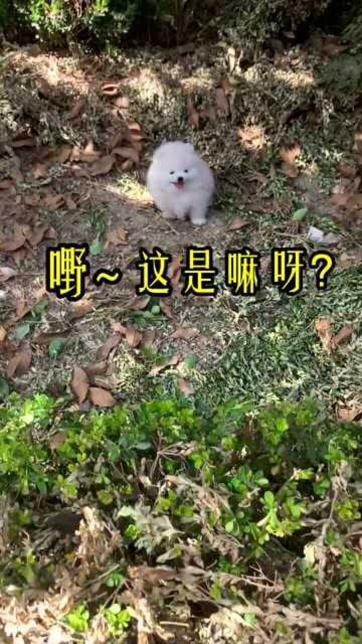 这是嘛呀?