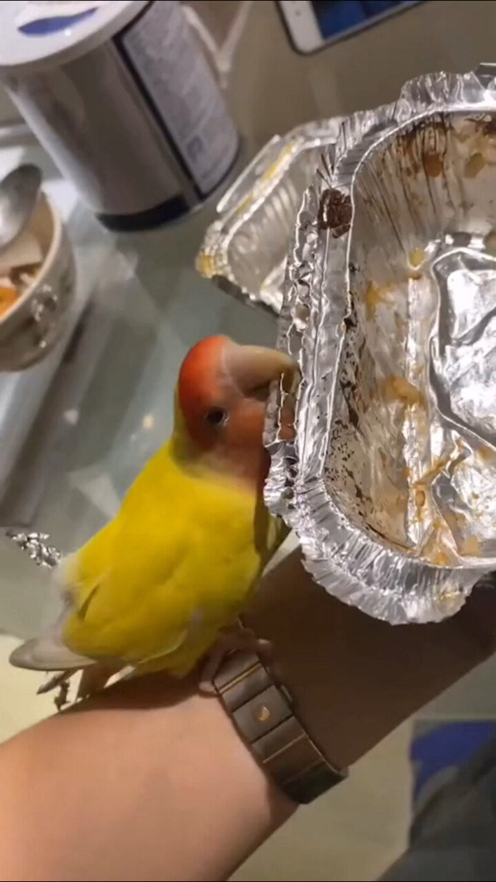 爱美小鹦鹉用锡箔纸做羽毛插在尾巴上网友渣鸟锡纸烫