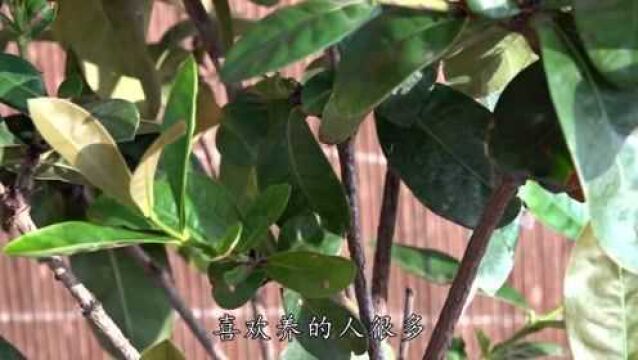 龙船花败后,简单2个步骤做一遍,下次开花多又艳