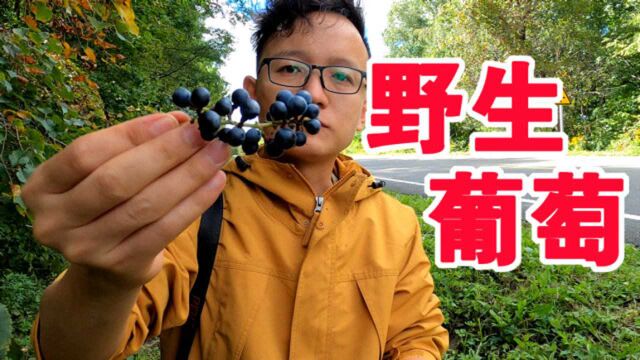 【水果猎人】路边偶遇大片野生山葡萄,吃起来咕抓咕抓!!