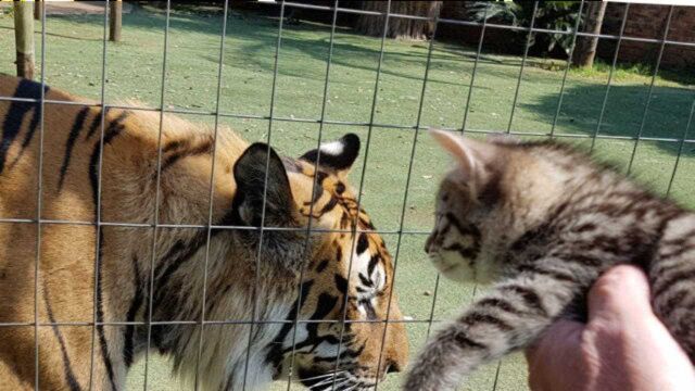 将猫和老虎放在一起,猫会不会被吃掉?网友:不愧是老虎的师傅!