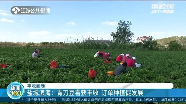 种一次摘三次!盐城滨海青刀豆喜获丰收 订单种植促发展