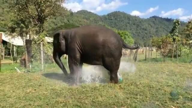 大象打破洒水器,自己制造喷泉只为洗澡,网友:你是真的皮