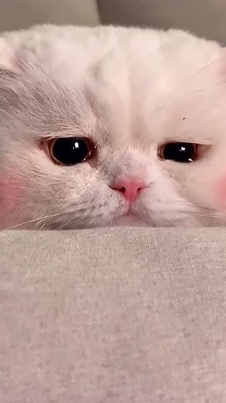 可爱的猫咪受什么委屈了,怎么哭了