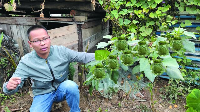 农村常见的曼陀罗,它的果实充满了神奇色彩,很多人不知道它有毒