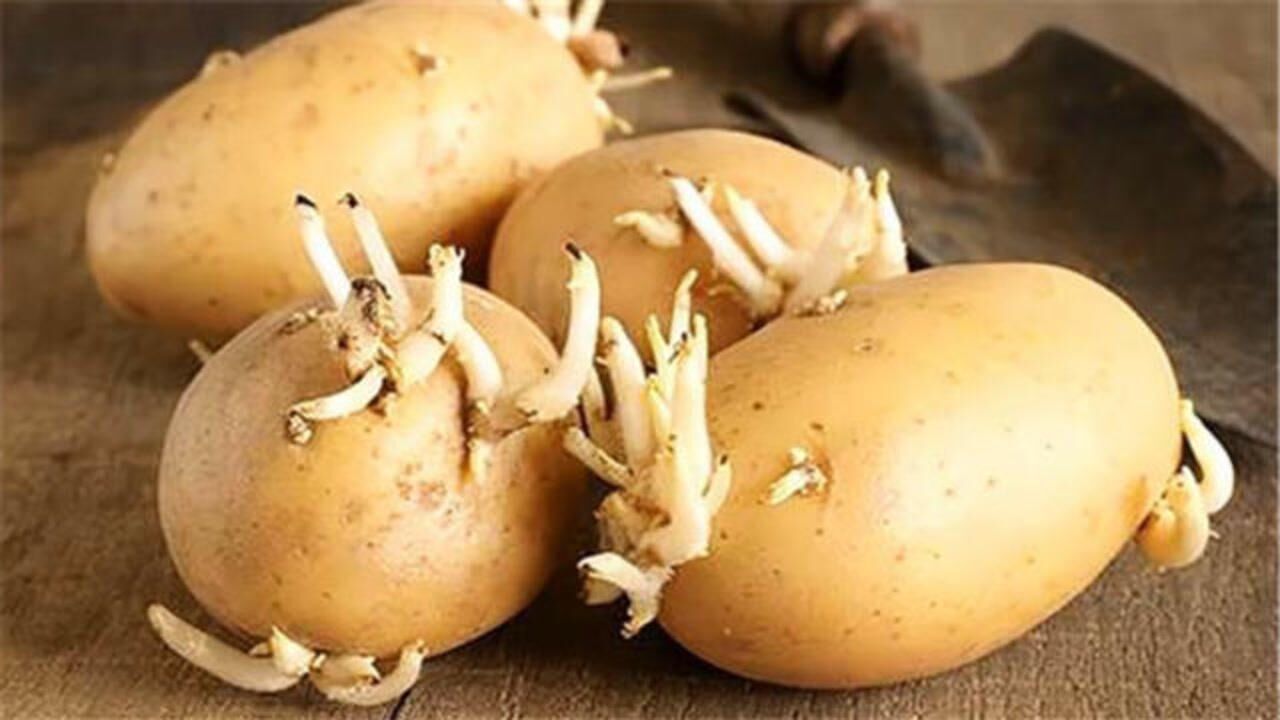 发芽土豆最好不要吃究竟是为什么专家别用生命开玩笑