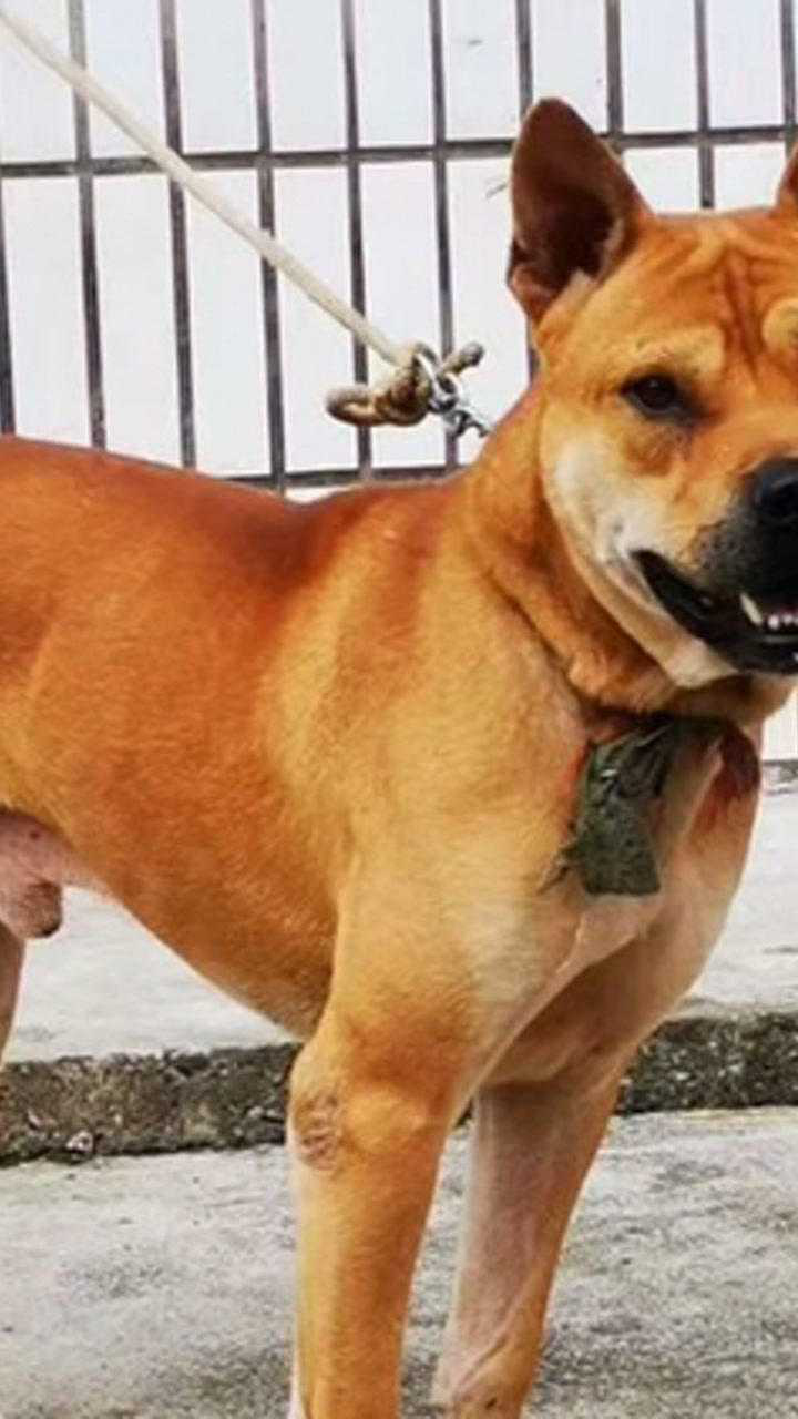 广西土猎犬疯狂的大黄