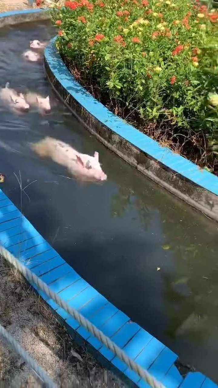 猪也会游泳吗这是我头一次看到难道是天蓬元帅转世