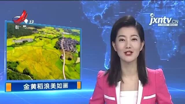 上饶鄱阳:鄱湖大地秋色美 金黄稻浪美如画