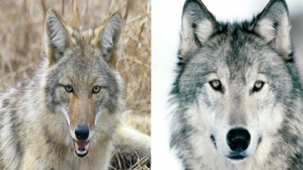 生活习性越相近的动物越是死敌豺和狼就是死敌