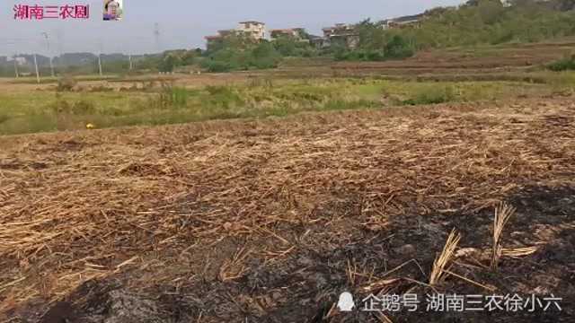 永州市祁阳县下马渡镇江月村,黄茅坪村和汤家岭村一季稻又获丰收