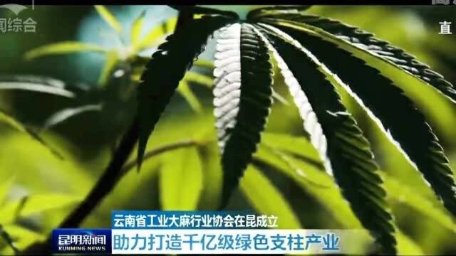 云南省工业大麻行业协会在昆成立 助力打造千亿级绿色支柱产业