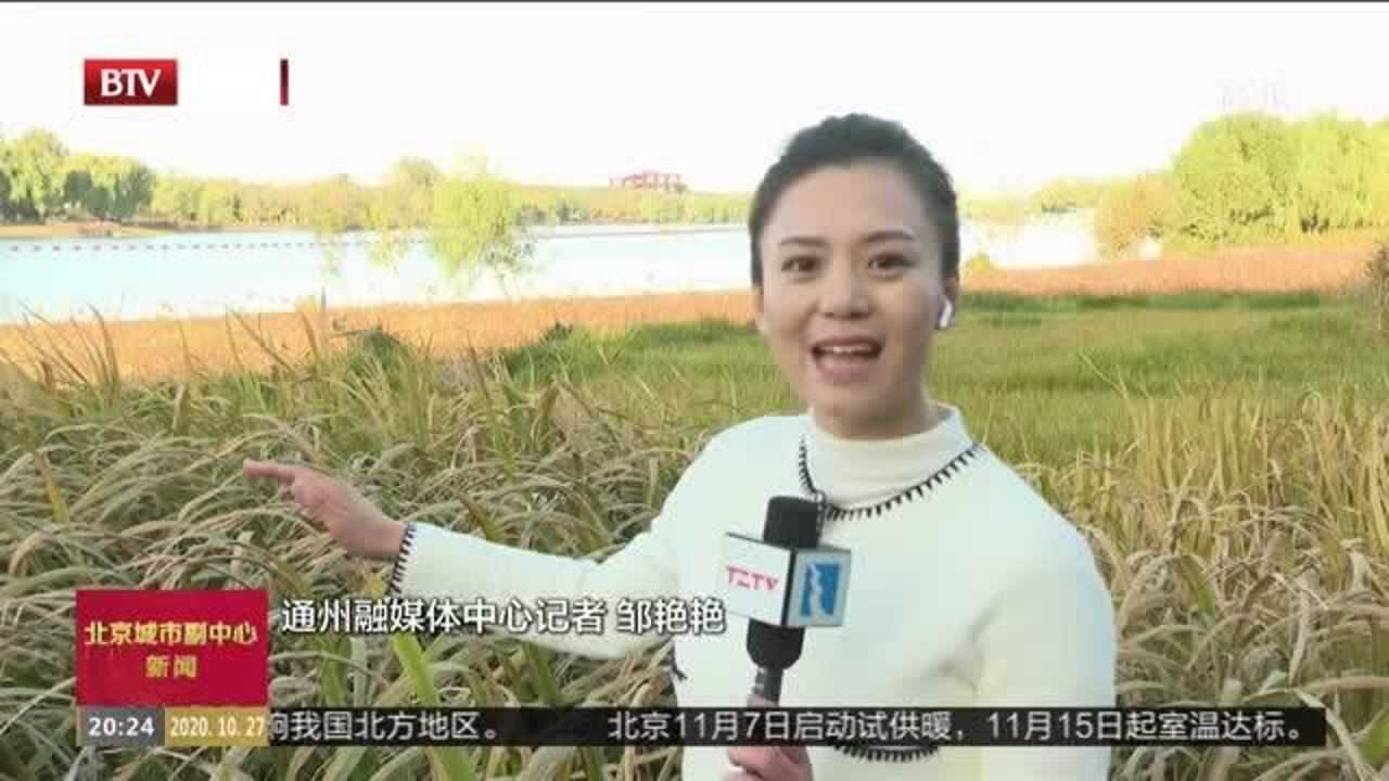 大运河森林公园银枫秋实景区赏秋日美景_腾讯视频