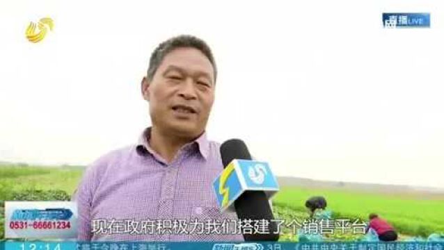 章丘:政府帮扶搭建平台 “龙山味道”订单式采购解决农户销售难题