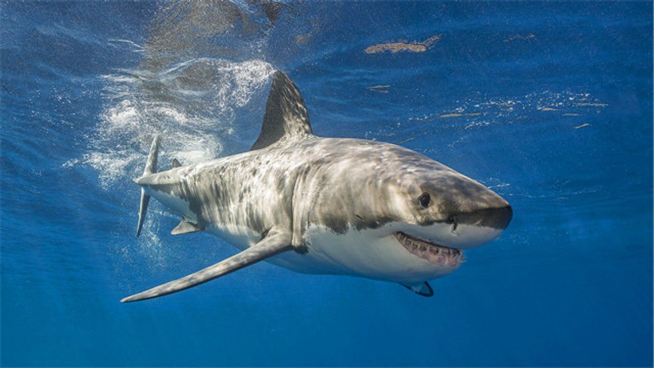 世界上最大的大白鲨体重超过3000公斤体长超过一辆轿车
