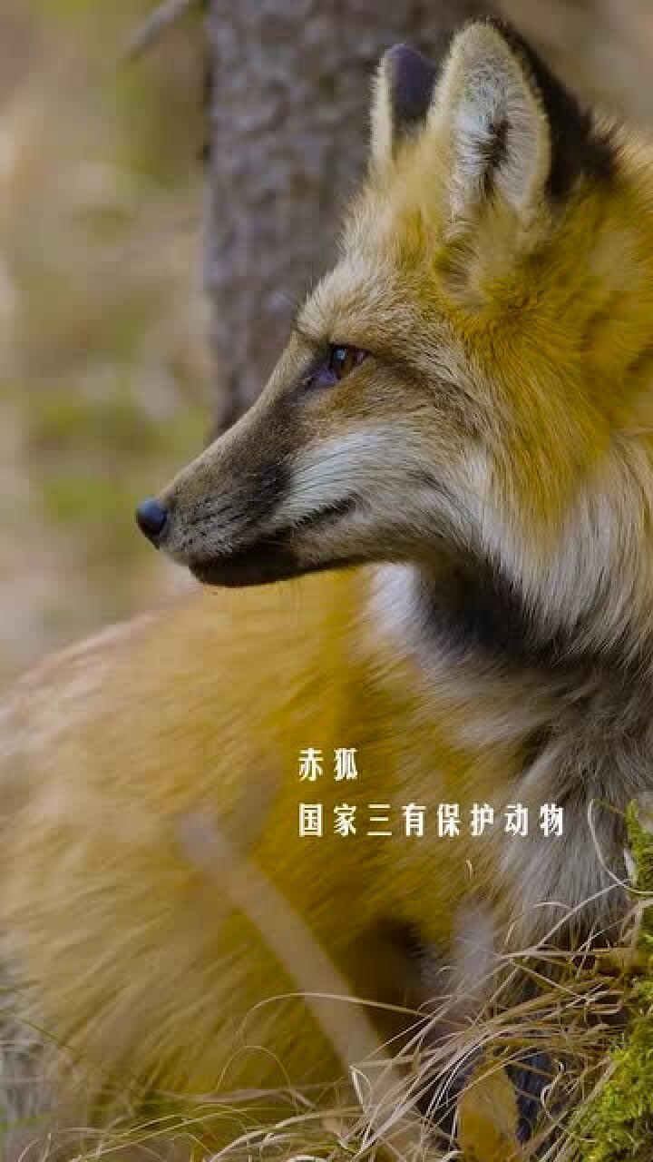 国家三级保护动物赤狐俗称火狐狸看着它眼睛真的要被勾魂似的