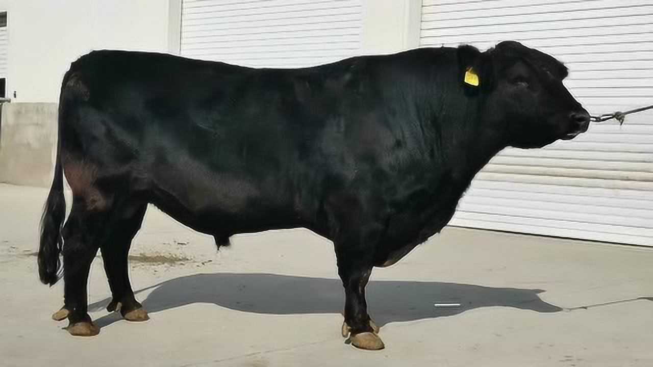 新疆天山-ag65115451-成年种公牛评选