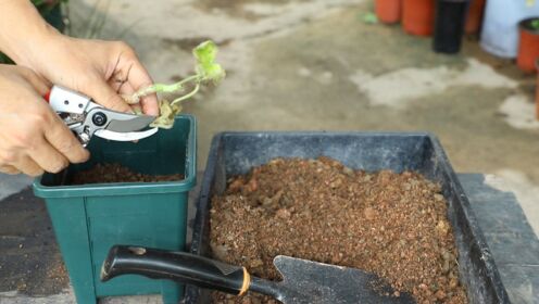 刚买的天竺葵，如何正确处理干枯的叶片？正确配土上盆？一看就会