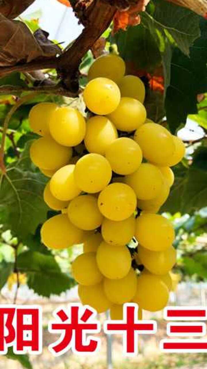 新品种阳光十三葡萄苗为什么火?看完这些才恍然大悟