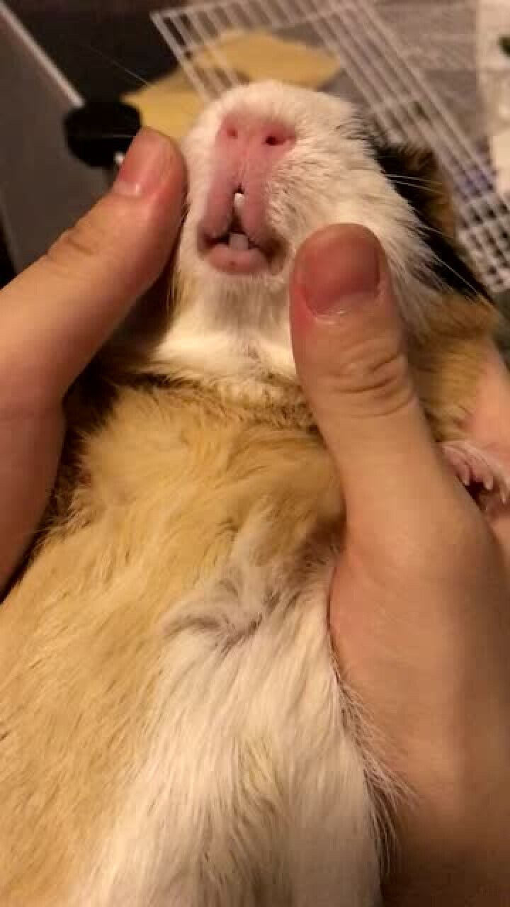 荷兰猪两颗牙齿要掉了,怎么办,要拔出来吗