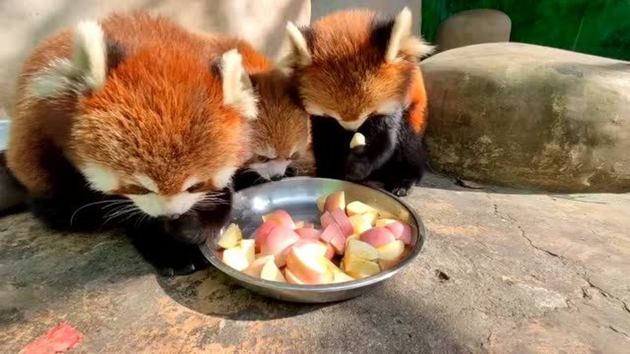 你知道小浣熊吃什么吗它们吃苹果呀可好养活了