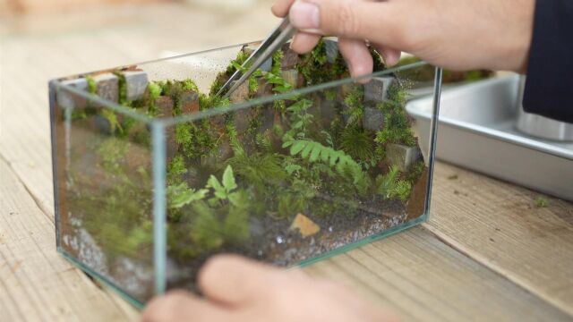 玻璃缸里面贴上方块,苔藓植物一棵一棵种上去,成品出来,意境美