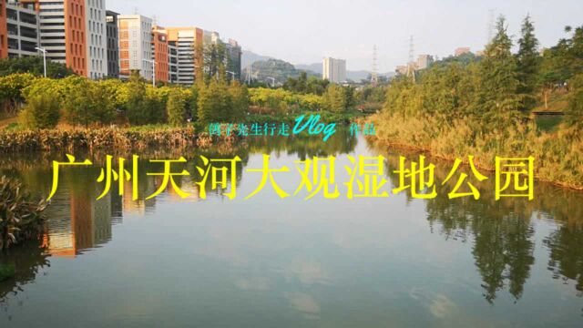 广州天河大观湿地公园,天河智慧城附近,城市周边一块休闲好去处