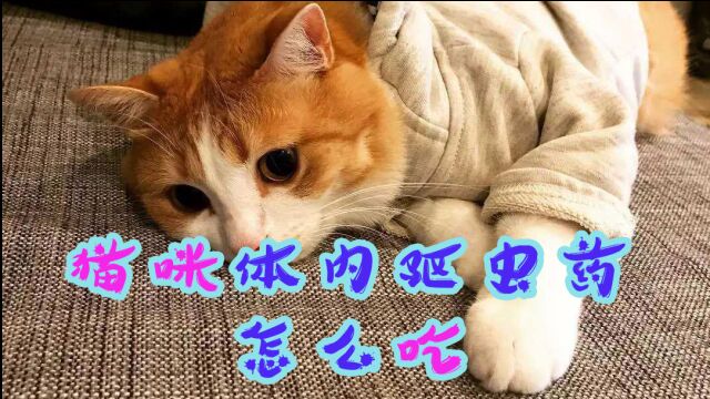 猫咪体内驱虫药怎么吃