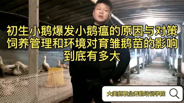 大美鹅老李分析小鹅瘟发生的原因,饲养管理和环境可有效避免爆发小鹅瘟