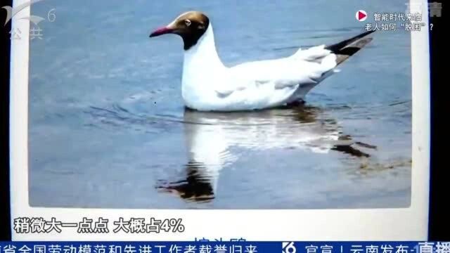 滇池有13种海鸥 你看到过几种?