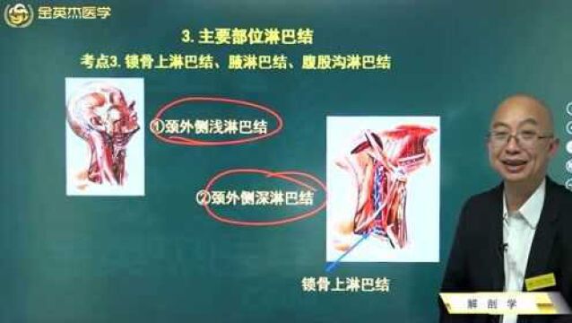 临床解剖学:主要部位的淋巴结,锁骨上淋巴结、腋淋巴结、腹股沟淋巴结.