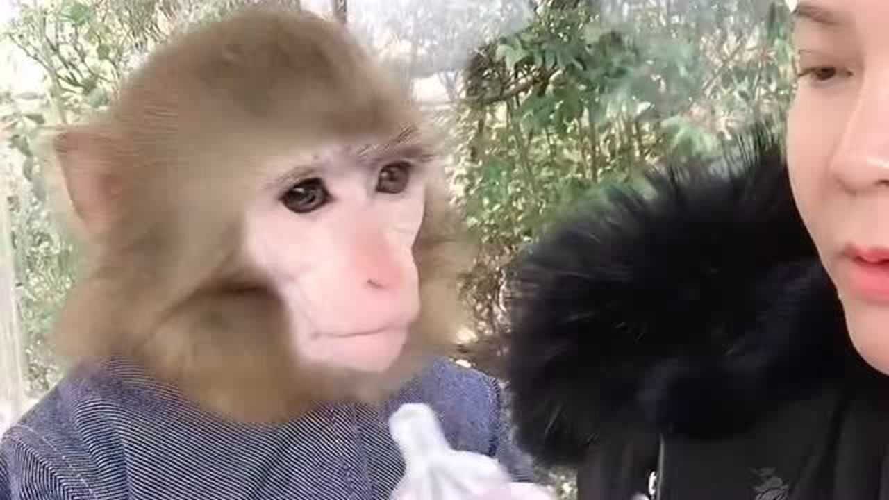 猴子真是养不熟啊,从小养到大的猴子居然还打饲养员,估计饲养员在强忍着!_高清1080P在线观看平台_腾讯视频
