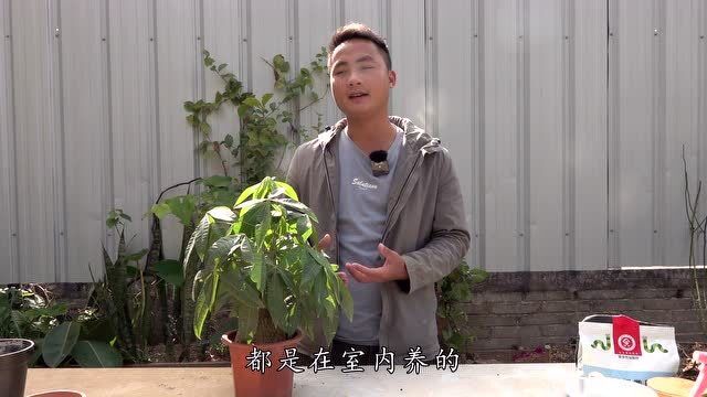 寒冬来临,发财树还需要施肥吗?看完知道该怎么做了