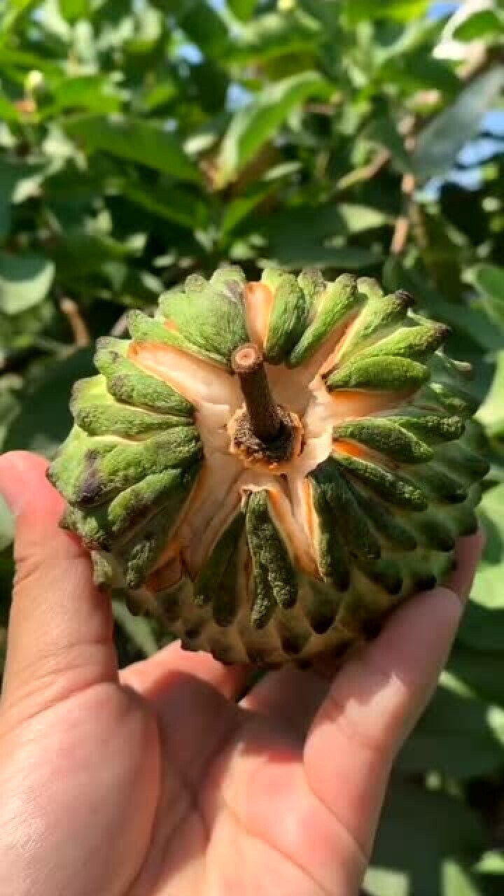 带你们见识一下真正熟透的释迦果切开的那一刻才是惊艳的开始