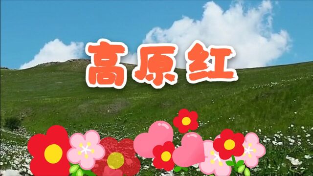 歌曲《高原红》