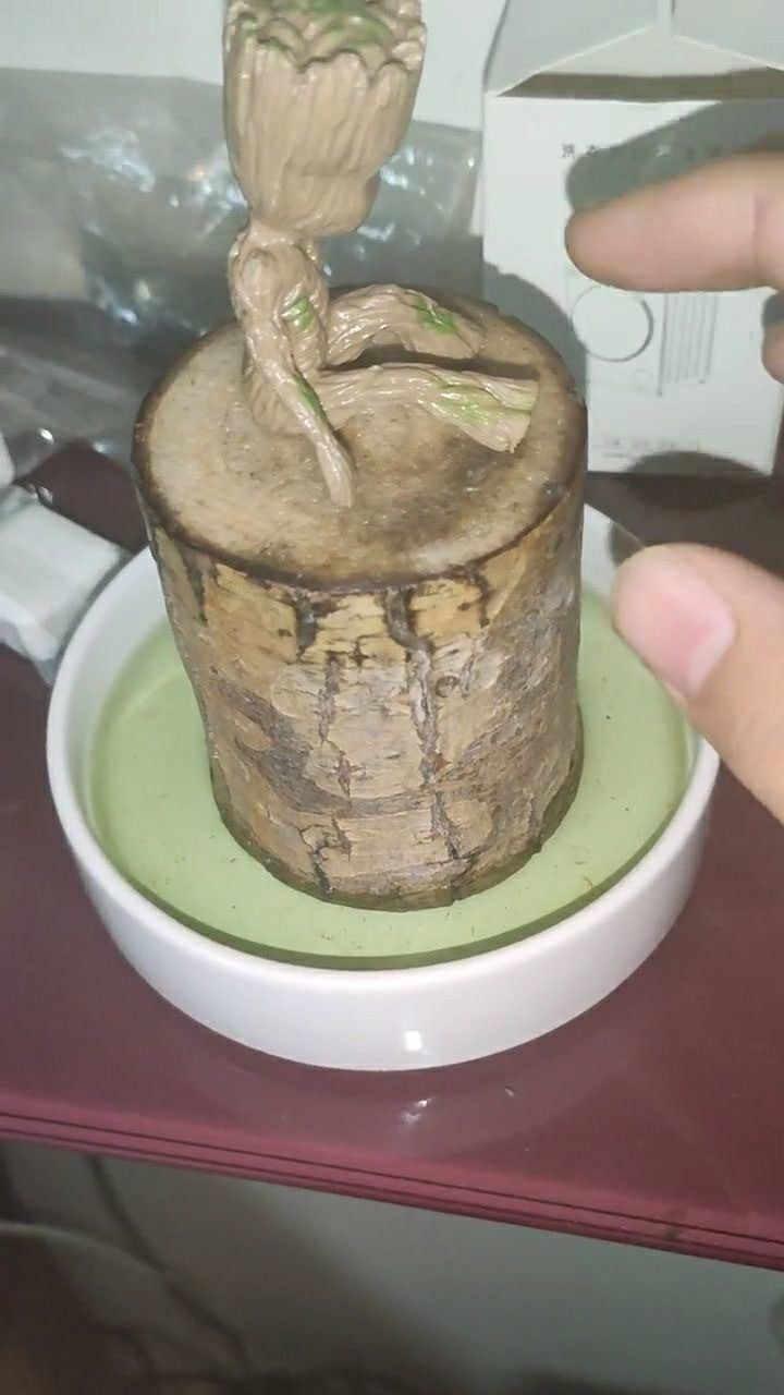 有懂花卉的嘛我这个巴西木竟然发芽了