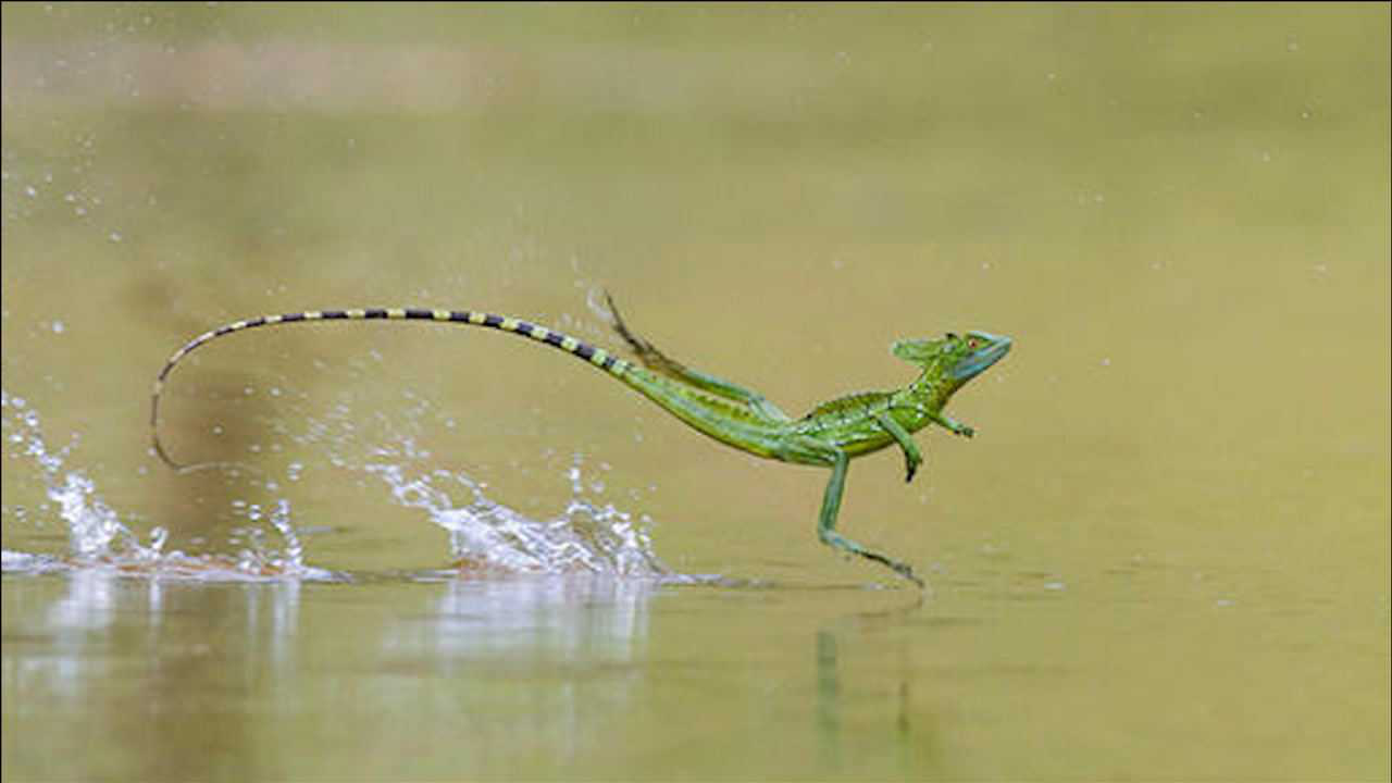 这种蜥蜴能在水上奔跑,一招水上飘,看得人目瞪口呆!