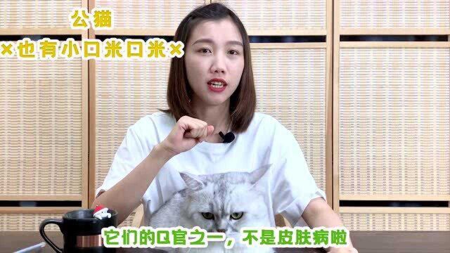 发现公猫肚子上的小疙瘩,铲屎官就别再抠啦!那是它的器官之一!