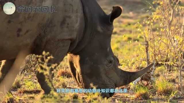 为什么人类称呼老虎为大猫,却不会称呼狼为汪星人呢?