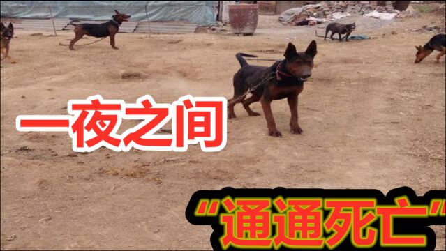 国产顶级猛犬莱州红犬,一夜之间通通“死亡”,起因让狗主人后悔