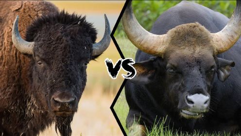 美洲野牛和印度野牛谁更厉害？印度野牛怎么都穿白袜子