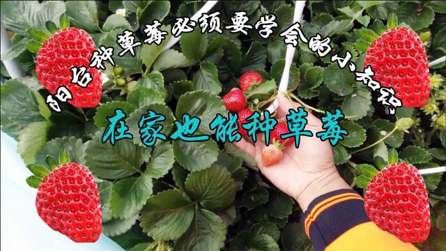 在家种草莓必须要学会的小知识,果农传授的草莓种植技巧