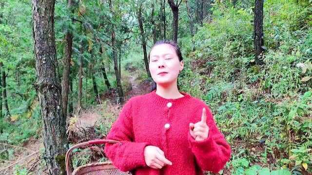 浙江大山里长满了枞树菌,却少有人吃,湖南那边要卖50元一斤