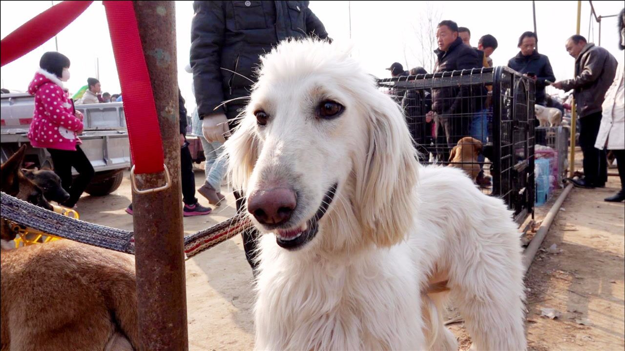 阿富汗猎犬:像是一只白山羊,被英国皇室作为御用猎犬