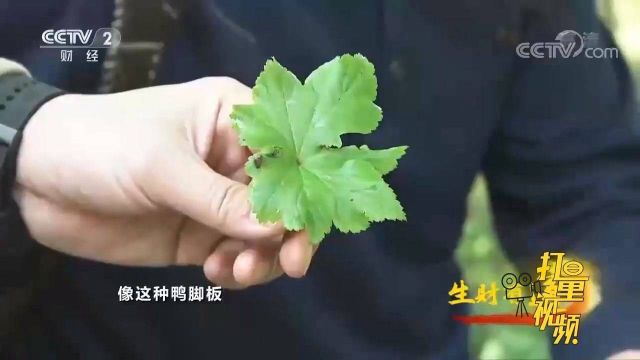 农村这种野菜被称“鸭脚板”,是一种极其珍贵的中药材