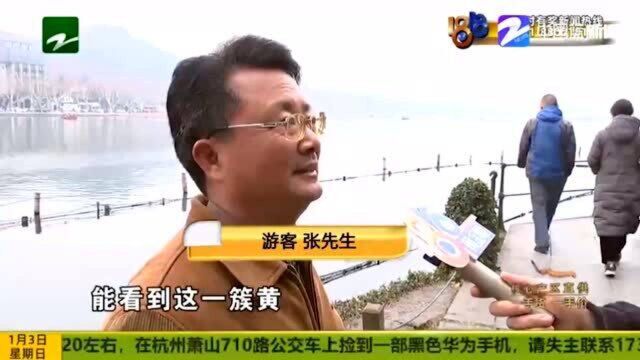 墙角数枝梅 凌寒独自开!孤山腊梅数枝开 吸引不少游客打卡