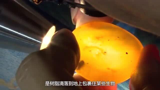 9900万年前的琥珀被发现,看清琥珀里的生物后,网友无法淡定